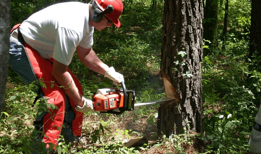 Tree Removal