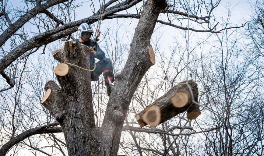 Tree Trimming